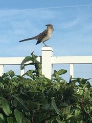 Mimus polyglottos image