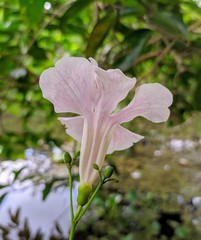 Bignonia aequinoctialis