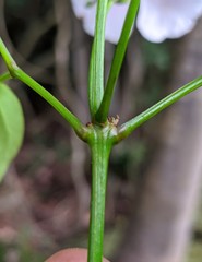 Bignonia aequinoctialis