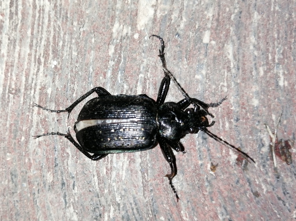Black Caterpillar Hunter