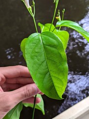 Bignonia aequinoctialis