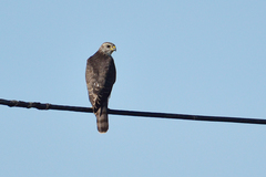 Accipiter brevipes