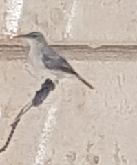 Nectarinia famosa famosa