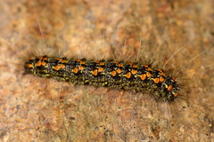 Inopsis modulata