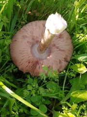 Volvopluteus gloiocephalus