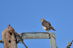 Accipiter brevipes