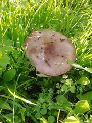Volvopluteus gloiocephalus