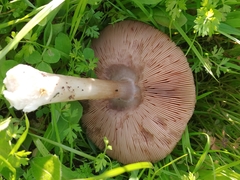 Volvopluteus gloiocephalus