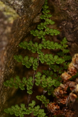 Myriopteris fendleri