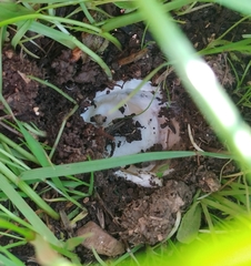 Volvopluteus gloiocephalus
