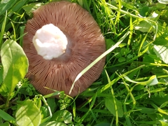 Volvopluteus gloiocephalus