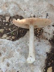 Volvopluteus gloiocephalus
