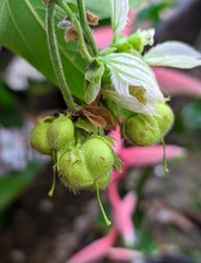 Dalechampia juruana