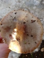 Volvopluteus gloiocephalus