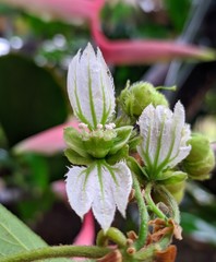 Dalechampia juruana