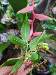 Dalechampia juruana