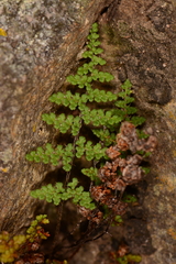 Myriopteris fendleri