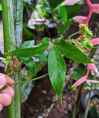 Dalechampia juruana