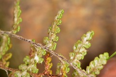 Myriopteris fendleri