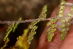 Myriopteris fendleri