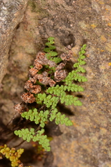 Myriopteris fendleri