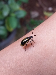 Lema confusa virgata