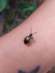 Lema confusa virgata