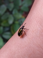 Lema confusa virgata