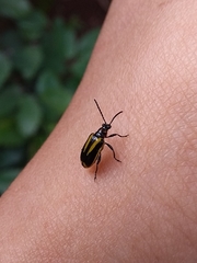 Lema confusa virgata