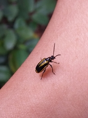 Lema confusa virgata