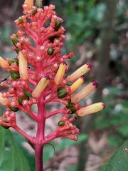 Palicourea triphylla