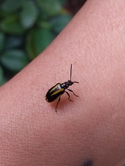 Lema confusa virgata