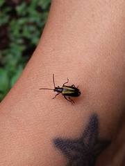 Lema confusa virgata
