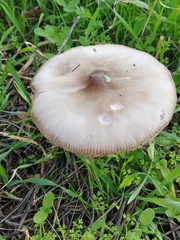 Volvopluteus gloiocephalus