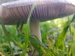 Volvopluteus gloiocephalus
