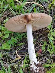 Volvopluteus gloiocephalus