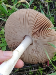 Volvopluteus gloiocephalus