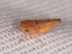 Athysanini