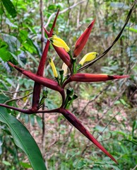 Heliconia subulata