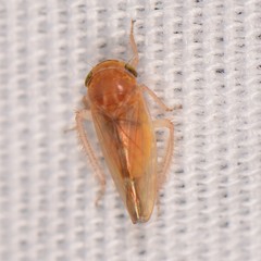 Athysanini