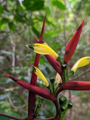 Heliconia subulata
