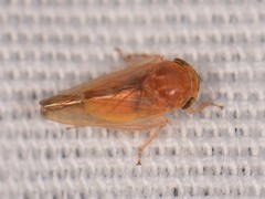Athysanini