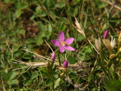 Centaurium portense