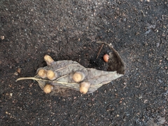 Pachypsylla celtidismamma