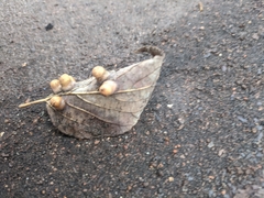 Pachypsylla celtidismamma