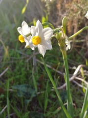 Narcissus tazetta