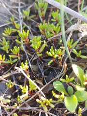 Crassula vaillantii