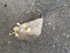 Pachypsylla celtidismamma