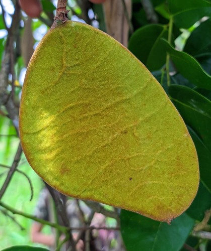 Crudia glaberrima observed 2020-12-03