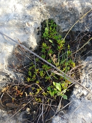 Crassula vaillantii